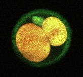 Mouse egg cell stained with Square-635 and Square-460